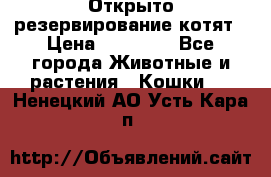 Открыто резервирование котят › Цена ­ 15 000 - Все города Животные и растения » Кошки   . Ненецкий АО,Усть-Кара п.